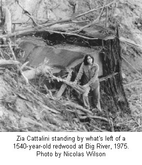 Zia Cattalini standing by what's left of a 1540-year-old redwood at Big River, 1975. Photo by Nicolas Wilson.